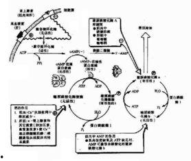 国产戒烟药原理图示视频,揭秘戒烟新方法