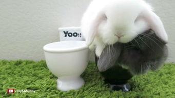 国产原创垂耳兔在线视频,萌宠魅力，治愈系视频新宠