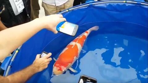 国产极品锦鲤视频下载,捕捉水中精灵的绝美瞬间