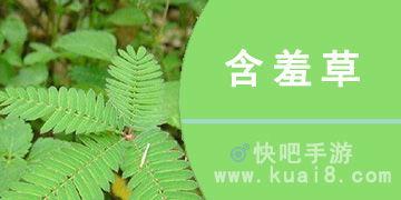 含羞草国产啪 视频,含羞草的激情演绎