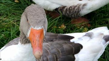 国产鸭子视频搞笑素材网,搞笑视频素材盘点