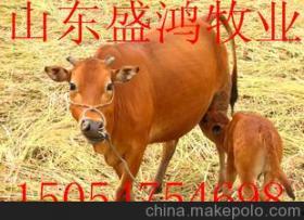 上热门国产黄牛视频,疯狂炒作背后的真相