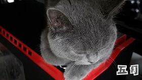 国产蓝猫开箱视频教程大全,国产萌宠组装攻略一网打尽