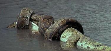 国产大蟒蛇多贵啊视频,价格不菲的神秘魅力