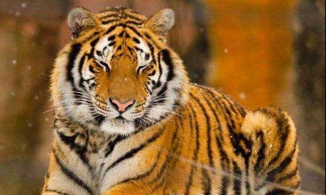 国产东北虎吃人参视频,揭秘野生猛兽的神秘食性
